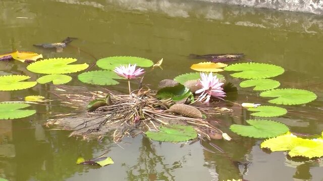 Waterlilies at Kertha Gosa Pavilion (the Hall of Justice) Bali, Indonesia.