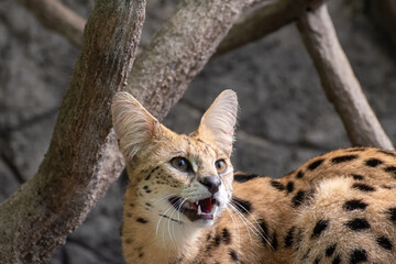 Serval cat