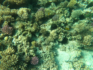 Reef with lots of colorful corals and lots of fish in clear blue water in the Red Sea near Hurgharda, Egypt