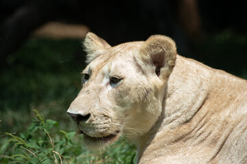 White lioness close up photo
