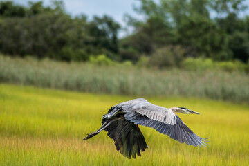 A great blue heron taking flight from a marshy area in Hampton, VA on a sunny summer day.