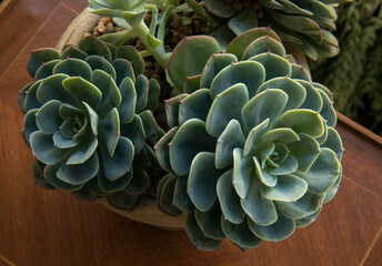 Flora. Succulent plant. Closeup of an Echeveria imbricata, also known as Blue Rose Echeveria, growing in a flower pot in the urban garden. Its beautiful rosettes and green leaves.