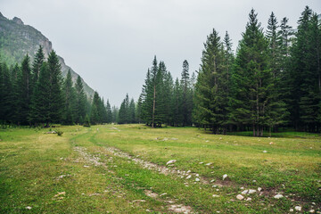 Atmospheric green forest landscape with dirt road among firs in mountains. Scenery with edge coniferous forest and rocks in light mist. View to conifer trees and rocks in light haze. Mountain woodland © Daniil