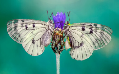 Macro shots, Beautiful nature scene. Closeup beautiful butterfly sitting on the flower in a summer garden.