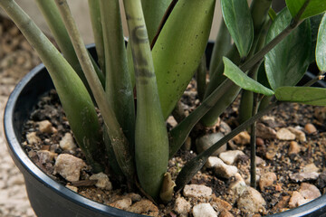 Fototapeta premium Exotic flora. Urban garden. Closeup view of the rhizome and stems of a Zamioculcas zamiifolia perennial plant in a pot. 