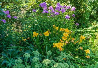 Purple And Yellow Flower Garden