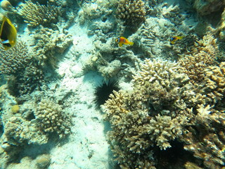 Fototapeta na wymiar Reef with lots of colorful corals and lots of fish in clear blue water in the Red Sea near Hurgharda, Egypt