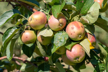 Fresh apple tree in garden, Isparta / Turkey