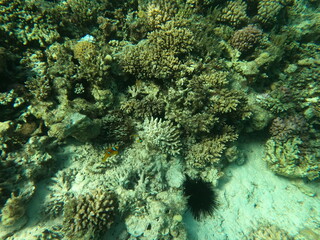 Reef with lots of colorful corals and lots of fish in clear blue water in the Red Sea near Hurgharda, Egypt