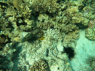 Reef with lots of colorful corals and lots of fish in clear blue water in the Red Sea near Hurgharda, Egypt