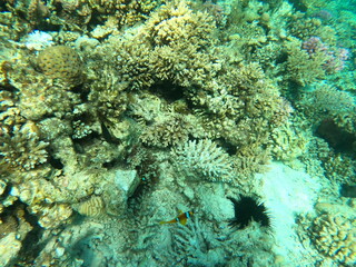 Reef with lots of colorful corals and lots of fish in clear blue water in the Red Sea near Hurgharda, Egypt
