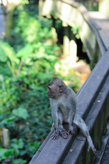 Monkey, long-tailed macaque (Macaca fascicularis) in Monkey Forest, Ubud, Indonesia