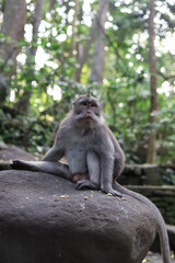 Naklejka na ściany i meble Monkey, long-tailed macaque (Macaca fascicularis) in Monkey Forest, Ubud, Indonesia