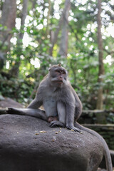 Monkey, long-tailed macaque (Macaca fascicularis) in Monkey Forest, Ubud, Indonesia
