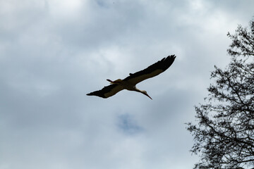 A stork flies over the park. Stork silhouette.