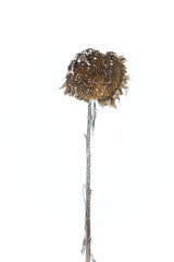 Sonnenblume im Winter