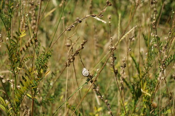 Schnecke in Feldwiese