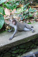 Monkey, long-tailed macaque (Macaca fascicularis) in Monkey Forest, Ubud, Indonesia