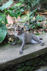 Monkey, long-tailed macaque (Macaca fascicularis) in Monkey Forest, Ubud, Indonesia