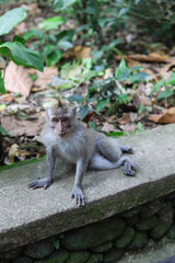 Monkey, long-tailed macaque (Macaca fascicularis) in Monkey Forest, Ubud, Indonesia