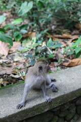 Monkey, long-tailed macaque (Macaca fascicularis) in Monkey Forest, Ubud, Indonesia