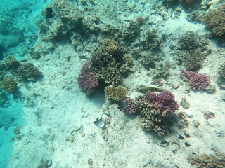 Reef with lots of colorful corals and lots of fish in clear blue water in the Red Sea near Hurgharda, Egypt