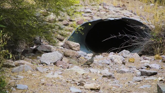 Quail running at Lost Dutchman State Park, slow motion