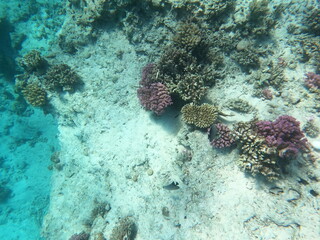 Reef with lots of colorful corals and lots of fish in clear blue water in the Red Sea near Hurgharda, Egypt