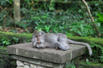 Monkey, long-tailed macaque (Macaca fascicularis) in Monkey Forest, Ubud, Indonesia