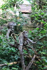 Monkey, long-tailed macaque (Macaca fascicularis) in Monkey Forest, Ubud, Indonesia