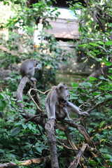 Monkey, long-tailed macaque (Macaca fascicularis) in Monkey Forest, Ubud, Indonesia