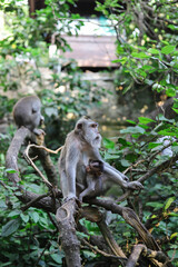 Monkey, long-tailed macaque (Macaca fascicularis) in Monkey Forest, Ubud, Indonesia