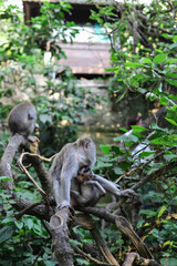 Monkey, long-tailed macaque (Macaca fascicularis) in Monkey Forest, Ubud, Indonesia