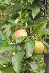 close up of apples on a dwarf apple tree