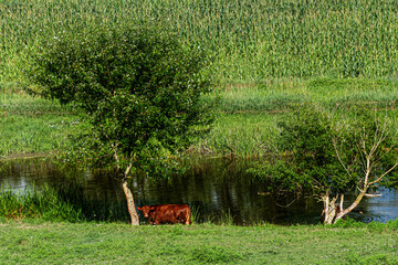 Cattle by water's edge on a farm in Windsor NY