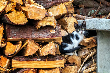 Cute black and white stray kitten looks at camera sitting on a pile of firewood.