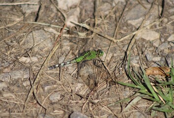 dragonfly on the ground