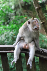 Monkey, long-tailed macaque (Macaca fascicularis) in Monkey Forest, Ubud, Indonesia