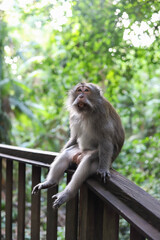 Monkey, long-tailed macaque (Macaca fascicularis) in Monkey Forest, Ubud, Indonesia