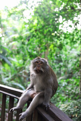 Monkey, long-tailed macaque (Macaca fascicularis) in Monkey Forest, Ubud, Indonesia
