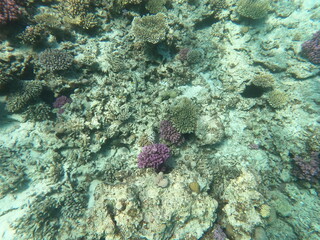Reef with lots of colorful corals and lots of fish in clear blue water in the Red Sea near Hurgharda, Egypt