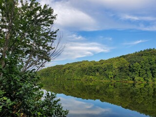 trees on the lake