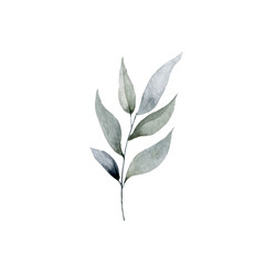 Eucalyptus leaves and branch watercolor hand drawn  illustration