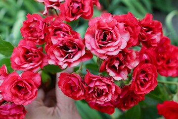 Beautiful coral scarlet wild roses, A close up of a flower. 
