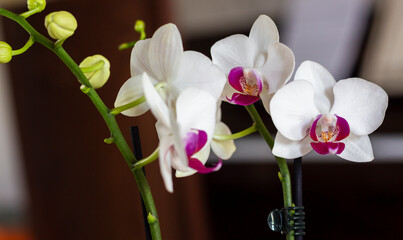 Obraz premium Phalaenopsis amabilis, commonly known as the moon orchid or moth orchid in India and as anggrek bulan in Indonesia.