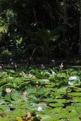 Beautiful pink Lotus flower and Lotus flower plants in the pond