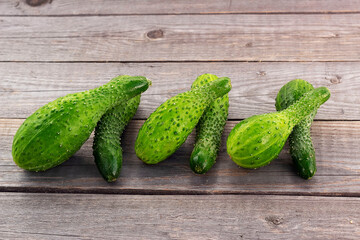 Crooked cucumbers. Cucumber grown with incomplete watering. Diseases of vegetables