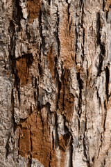 Blurred Brown Nature Background. Beautiful Wooden Texture.Tree  Bark Texture. Wooden Pattern Background.