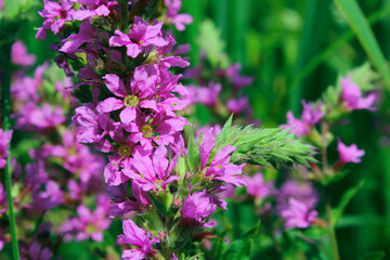 Blurry background of purple flowers and green leaves. Abstract nature background. Colorful botanical backdrop. 