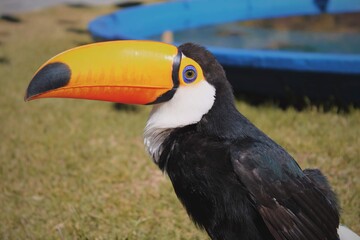 toucan in the zoo